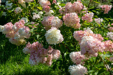 White pink hydrangea flowers blooming garden landscape decorative shrubs summer ornamental plants...