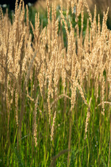 Golden wheat grain field ready harvest ripe cereal crop agriculture farming rural landscape
