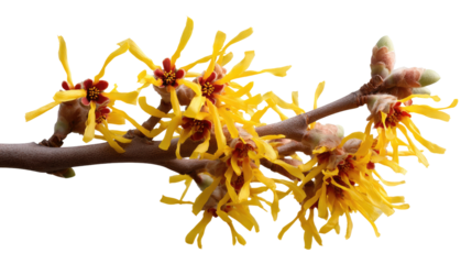 Witch Hazel Bloom: Close-up of a vibrant witch hazel branch in full bloom, showcasing its delicate, spidery yellow flowers.