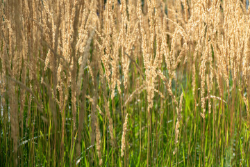 Golden wheat grain field ready harvest ripe cereal crop agriculture farming rural landscape