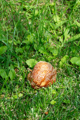 Rotten spoiled apple decomposing on green grass natural organic decay process garden waste compost