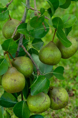 Green pears ripening on pear tree branch with leaves natural organic garden fruit harvest