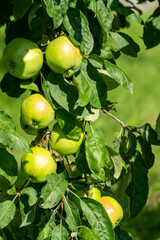Young green apples growing on apple tree branch with leaves early summer garden development