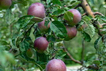 Red apples ripening on green apple tree branch natural organic garden harvest fresh produce
