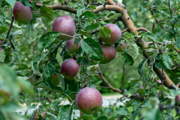 Red apples ripening on green apple tree branch natural organic garden harvest fresh produce