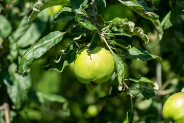 Young green apples growing on apple tree branch with leaves early summer garden development