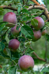 Red apples ripening on green apple tree branch natural organic garden harvest fresh produce