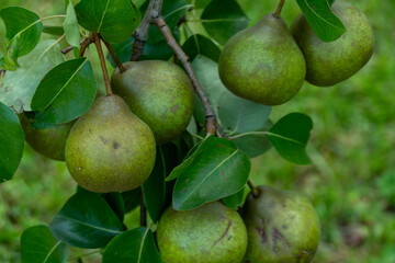 Green pears ripening on pear tree branch with leaves natural organic garden fruit harvest