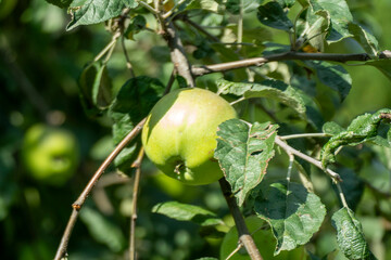 Young green apples growing on apple tree branch with leaves early summer garden development