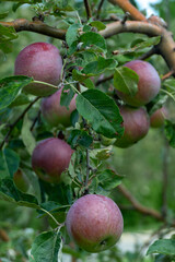 Red apples ripening on green apple tree branch natural organic garden harvest fresh produce