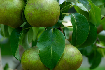 Green pears ripening on pear tree branch with leaves natural organic garden fruit harvest