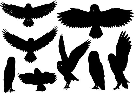 owl silhouettes
