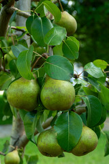 Green pears ripening on pear tree branch with leaves natural organic garden fruit harvest