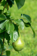 Green pears ripening on pear tree branch with leaves natural organic garden fruit harvest