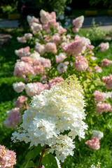 White pink hydrangea flowers blooming garden landscape decorative shrubs summer ornamental plants landscaping design