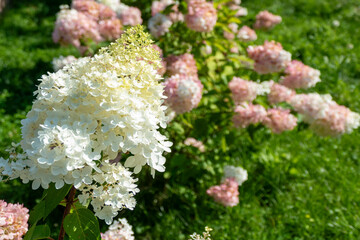 White pink hydrangea flowers blooming garden landscape decorative shrubs summer ornamental plants landscaping design