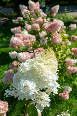 White pink hydrangea flowers blooming garden landscape decorative shrubs summer ornamental plants...