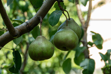 Green pears ripening on pear tree branch with leaves natural organic garden fruit harvest