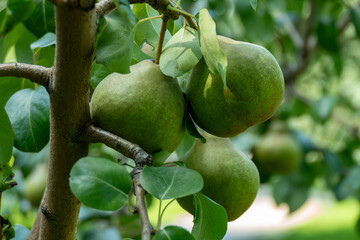 Green pears ripening on pear tree branch with leaves natural organic garden fruit harvest