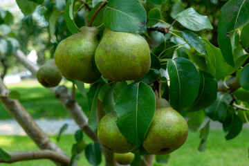 Green pears ripening on pear tree branch with leaves natural organic garden fruit harvest