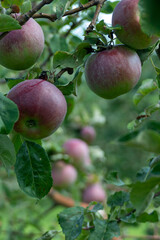 Red apples ripening on green apple tree branch natural organic garden harvest fresh produce