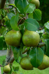 Green pears ripening on pear tree branch with leaves natural organic garden fruit harvest