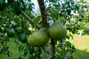 Green pears ripening on pear tree branch with leaves natural organic garden fruit harvest