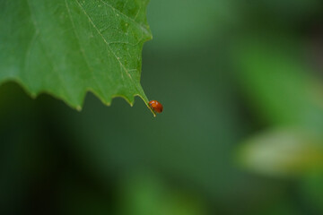ladybird on a leaf