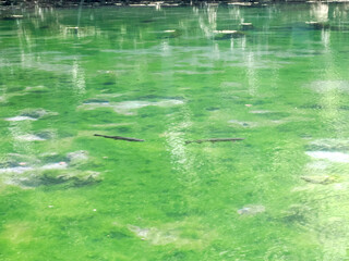 沼底まで見えるほど透き通る沼と鱒