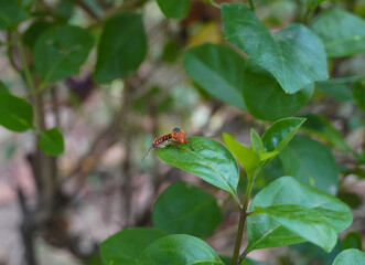 Bug on leaf