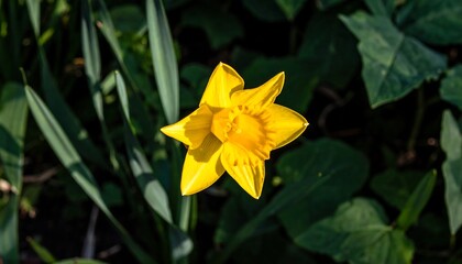 Close-up of a vibrant yellow daffodil.
