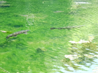 沼底まで見えるほど透き通る沼と鱒