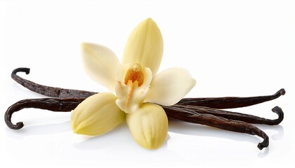 vanilla flower isolated on white background