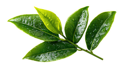 Fresh green leaves with water droplets on a white isolated background.