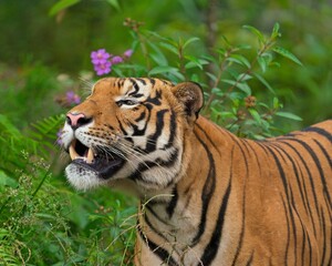 Tiger taking a stroll