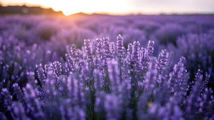 Naklejka premium A soft focus background of a field of lavender flowers at sunset. Dreamy, purple, and calming