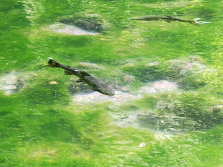 沼底まで見えるほど透き通る沼と鱒