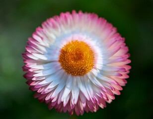 pink and white delicate strawflower xerochrysum bracteatum paper daisies bloom close up macro plant and flower photography with blurred green background cornwall uk