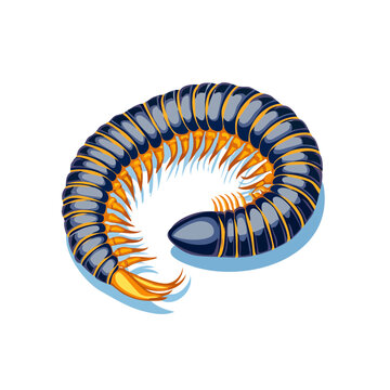 curled centipede, blue and orange clip art preview