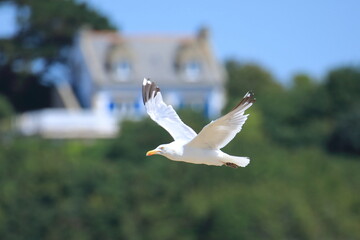European herring gull flying across villages in french Brittany