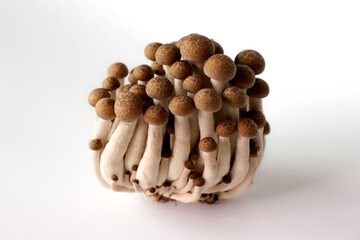 Fresh shimeji mushrooms on a white background.