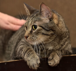 A close-up of a tabby gray cat with yellow eyes, lying down with its paws dangling and looking away. 