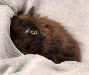 A fluffy black kitten lies comfortably on a soft gray blanket. 