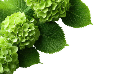 Vibrant green hydrangea blooms with fresh leaves, isolated on a clean background.