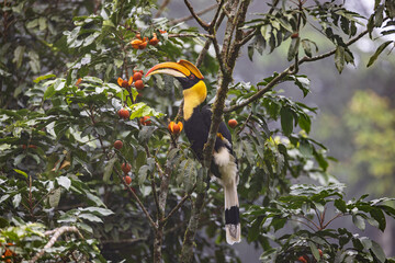 Fototapeta premium Great Hornbill (Buceros bicornis)on the branch of the tree.