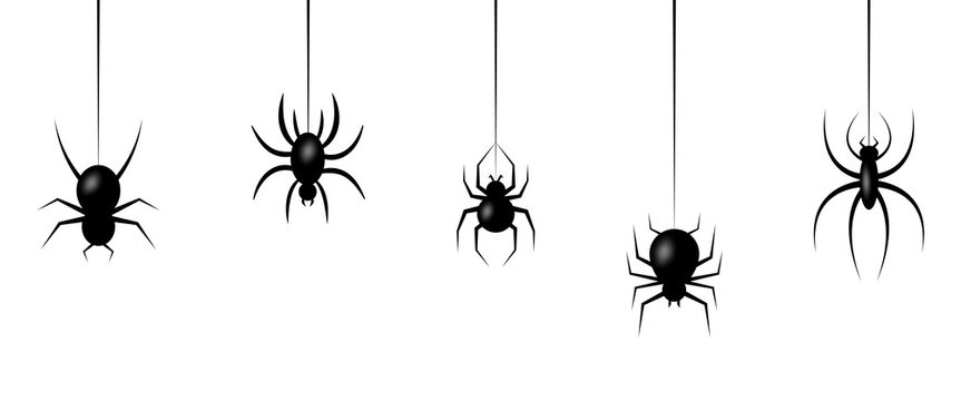 Halloween spiders hanging on web