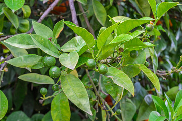 Close-up of green citrus fruit ovaries on a branch among bright green foliage in tropical garden