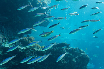 沖縄美ら海水族館　熱帯魚の海　クマササハナムロの群れ