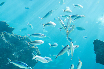 Fototapeta premium 沖縄美ら海水族館 光差す熱帯魚の海 クマササハナムロの群れ