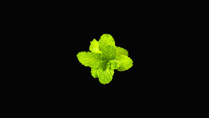 Mint leaf green  peppermint aromatic properties on black background.